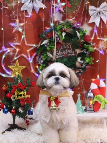 20231210みたらしちゃん